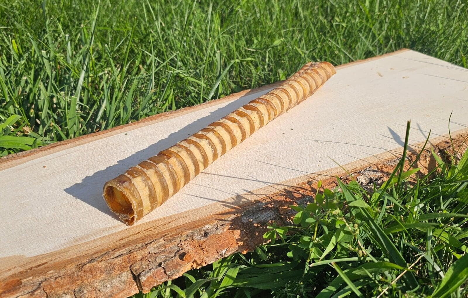 Beef Trachea